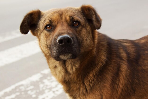 Photo chien sans abri solitaire