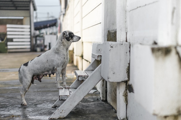 Chien sans abri sont debout à l&#39;escalier