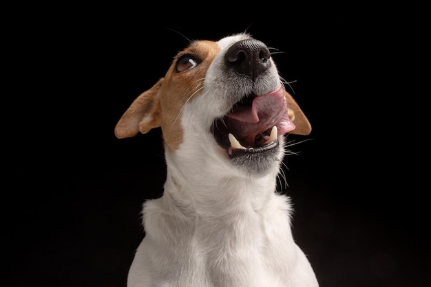 Le chien satisfait lèche le Jack Russell terrier regarde vers le haut L'animal affamé et assoiffé de nourriture délicieuse Arrière-plan noir