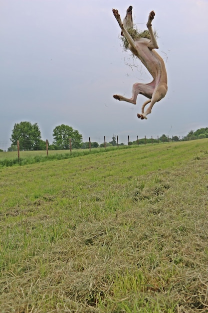 Photo un chien sautant sur le champ contre le ciel