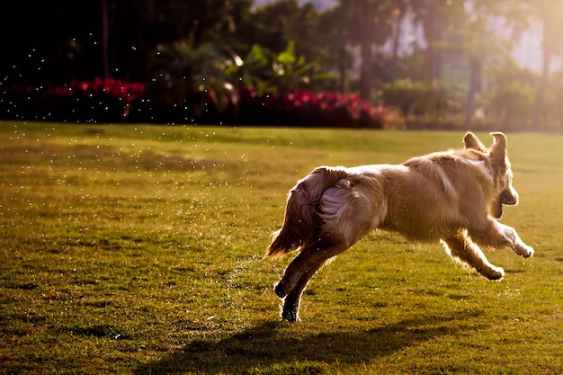 Photo un chien sautant sur l'herbe