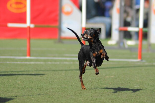 Photo chien sautant sur le terrain