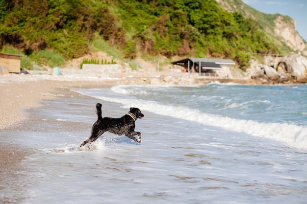 Le chien saute dans la mer. Vue sur la plage.