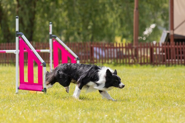 Le chien saute par-dessus un obstacle d'un cours d'agilité Sport canin de compétition d'agilité