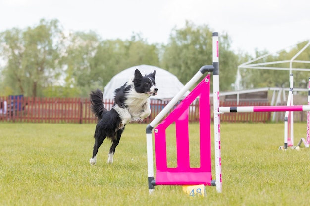 Le chien saute par-dessus un obstacle d'un cours d'agilité Sport canin de compétition d'agilité