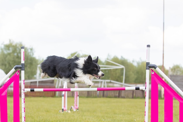 Le chien saute par-dessus un obstacle d'un cours d'agilité Sport canin de compétition d'agilité