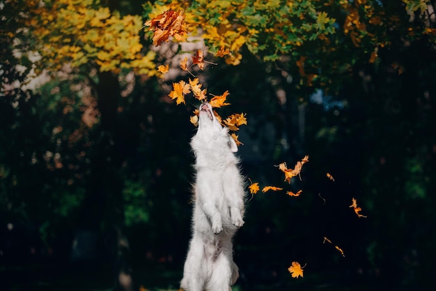 Un chien saute pour attraper des feuilles en l'air.