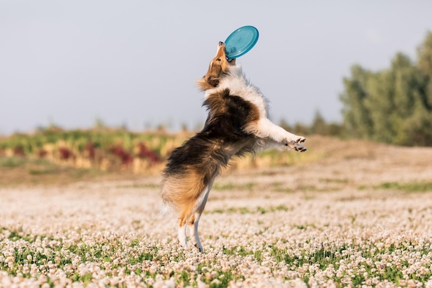 Un chien saute pour attraper un frisbee dans un champ de fleurs.