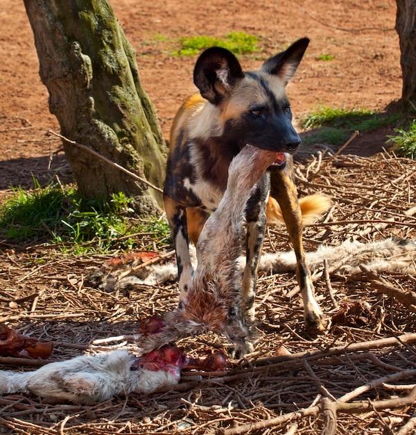 Chien sauvage d'Afrique Botswana