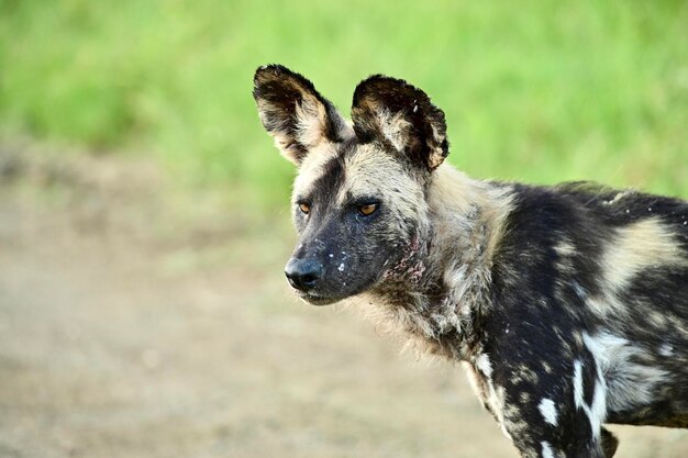 Photo chien sauvage parc national kruger en afrique du sud