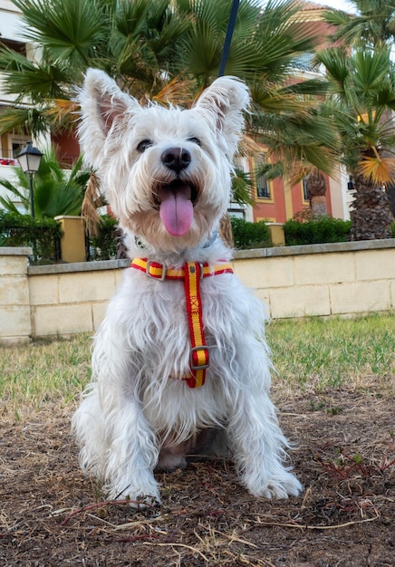 Chien Schnauzer avec harnais assis à l'extérieur sur l'herbe Conception d'animaux et d'animal de compagnie