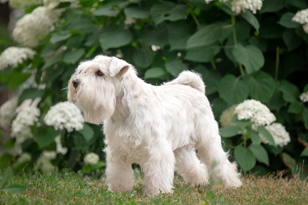 Chien schnauzer miniature blanc magnifique en plein air