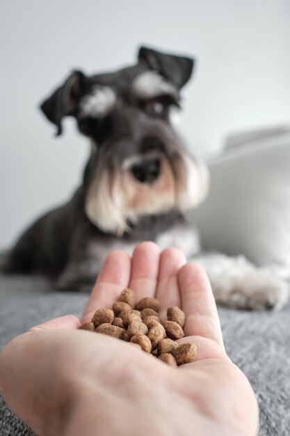 Chien Schnauzer miniature mignon à la fourrure grise qui attend de la nourriture de son propriétaire qui nourrit son animal de compagnie