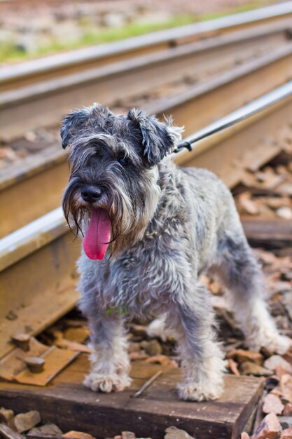 Chien Schnauzer miniature