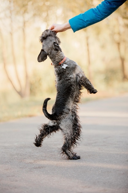 Chien Schnauzer nain au parc d'automne