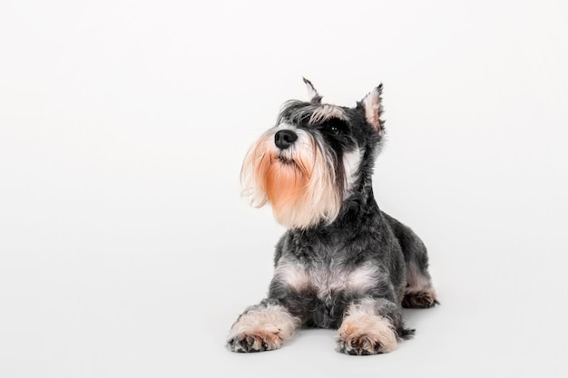 Chien Schnauzer nain sur le fond blanc