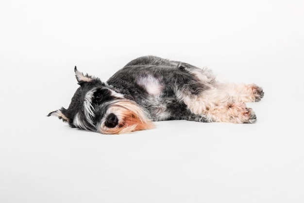 Chien Schnauzer nain sur le fond blanc