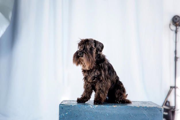 Chien Schnauzer nain à la maison Chien au studio Chien de dressage