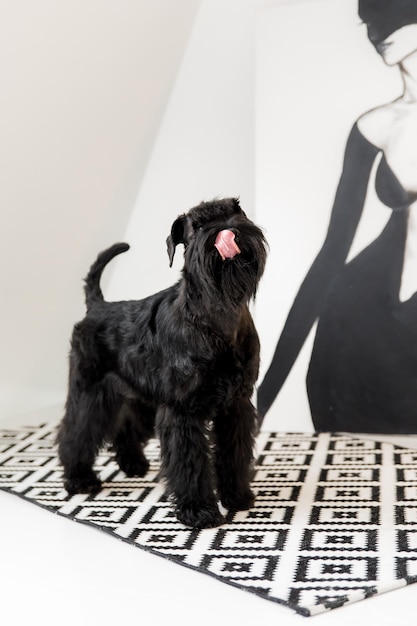 Chien Schnauzer nain ou Zwergschnauzer indoor