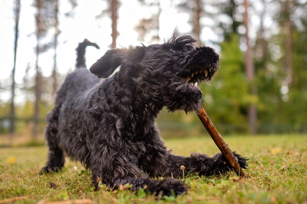 Chien schnauzer noir joue avec un bâton pendant la journée d'été