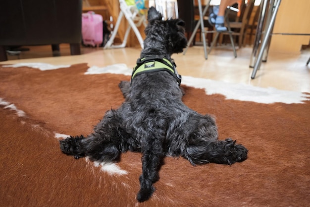 Chien schnauzer noir reposant sur le sol