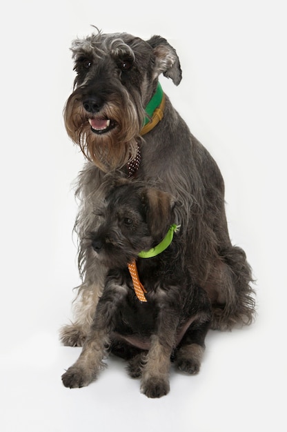 Chien Schnauzer avec son fils chiot isolé sur blanc