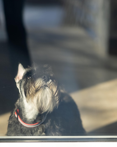 Un chien schnauzer standard regarde à travers une porte vitrée