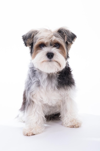 Photo un chien schnauzer avec un visage noir et feu et des cheveux noirs sur fond blanc