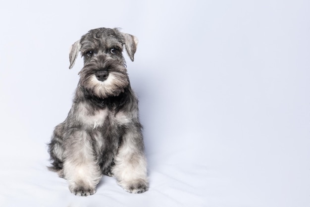 Chien Schnauzer whitegrey est assis et vous regarde sur un espace de copie de fond blanc Chiot triste