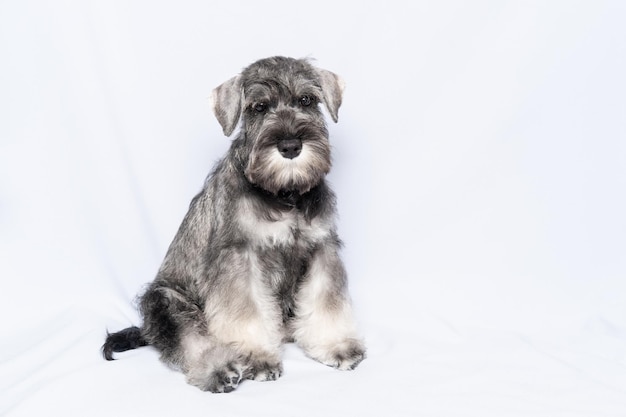 Chien Schnauzer whitegrey est assis et vous regarde sur un fond blanc copie espace Chiot triste schnauzer nain