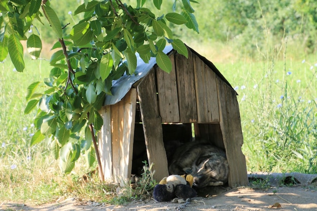 Un chien se détend dans un chenil