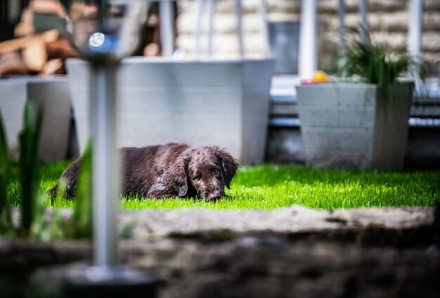 Photo un chien se détend dans l'herbe