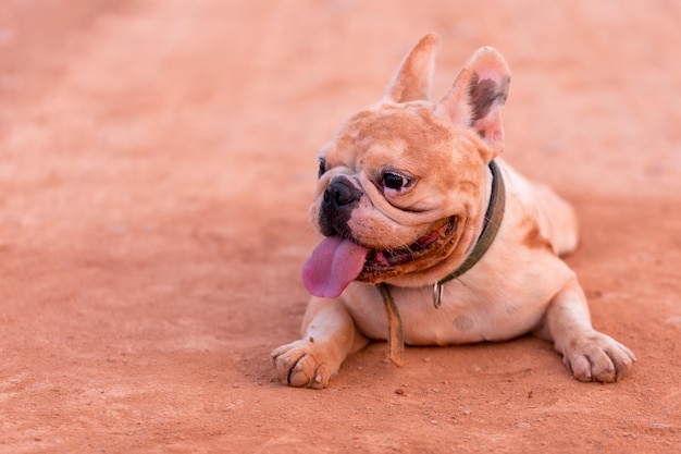 Un chien se détend sur le terrain.