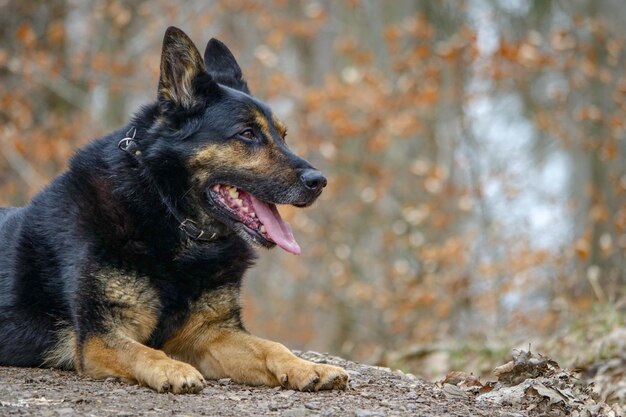 Photo un chien se détend sur terre