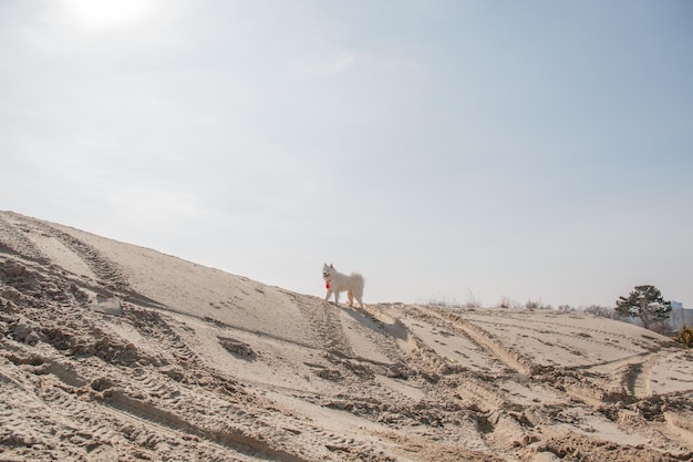 Un chien se dresse sur une dune de sable dans le sable.