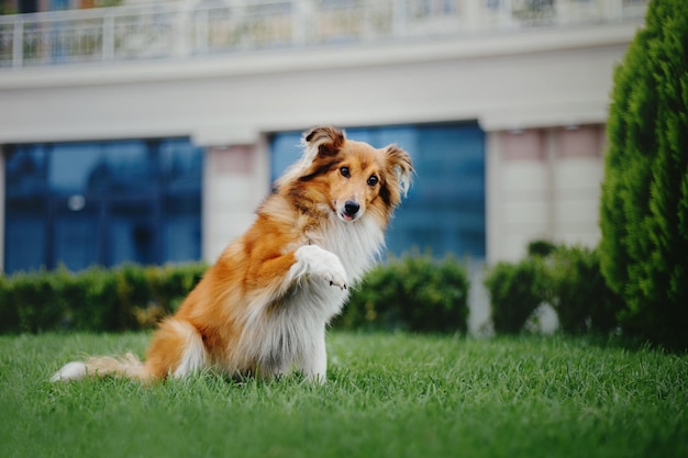 Un chien se dresse sur ses pattes arrière devant un bâtiment.