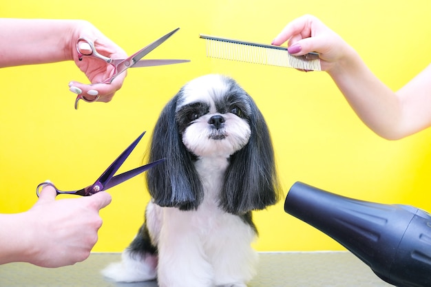 Chien se fait couper les cheveux au salon de toilettage Pet Spa. Gros plan du chien. le chien a une coupe de cheveux. peigner les cheveux. fond rose. concept de toiletteur.