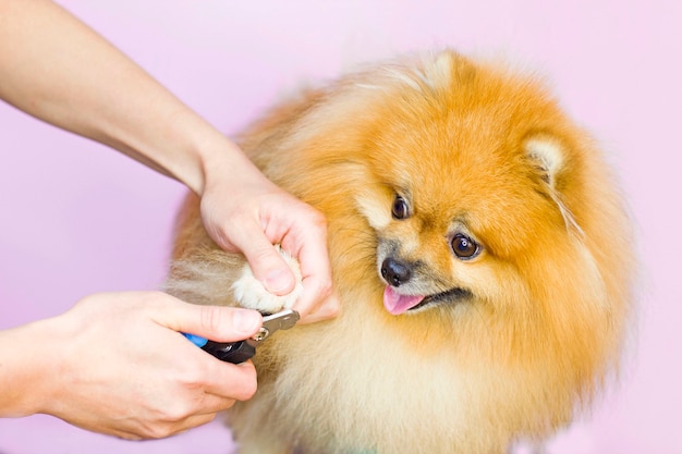 Un chien se fait tailler les griffes dans une animalerie. Loulou. Toiletteur.