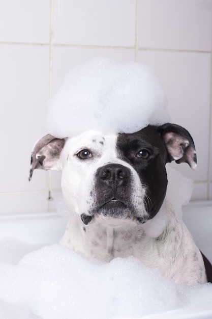 Le chien se lave dans la salle de bain Un animal dans un bonnet de douche et avec de la mousse sur la tête