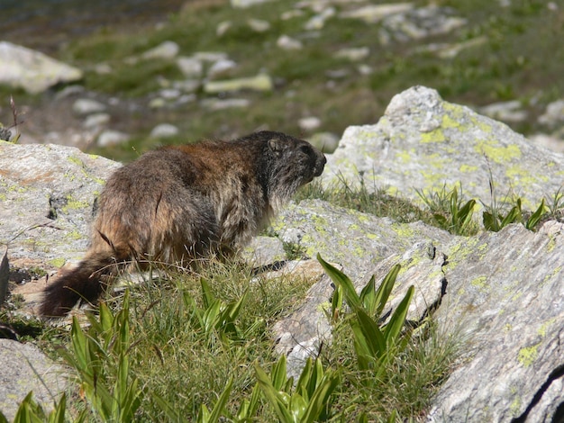 Un chien se promène sur une colline rocheuse.