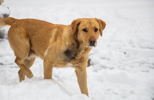 Chien se promène dans la neige blanche Fond enneigé vue rapprochée de l'espace pour le texte