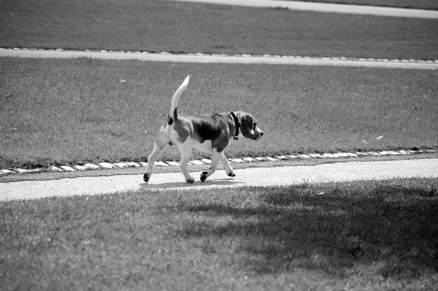 Photo un chien se promène dans le parc.