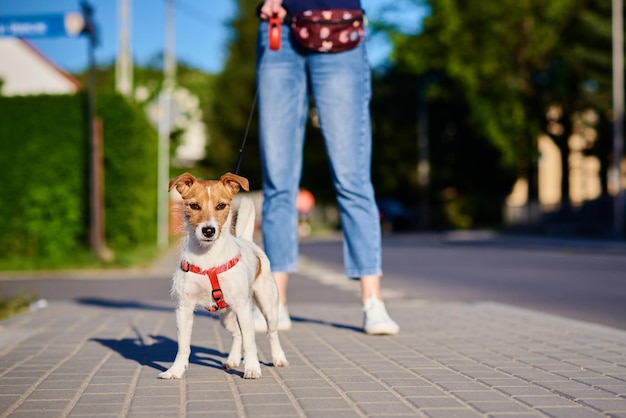 Le chien se promène dans la rue de la ville d'été