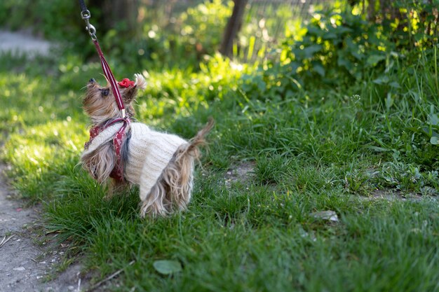 Chien se promène en laisse