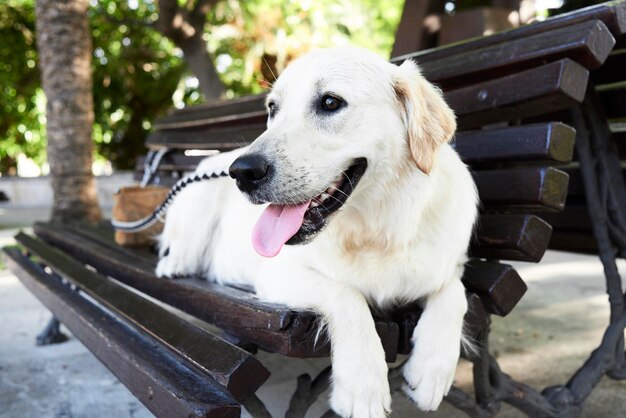 Chien se reposant sur un banc