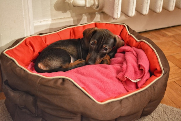 Photo le chien se repose sur le canapé.