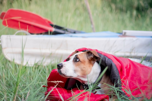 Un chien se repose dans un sac de couchage devant un canot au camping.