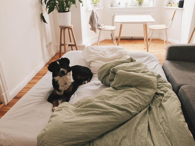 Un chien se repose sur son lit à la maison.