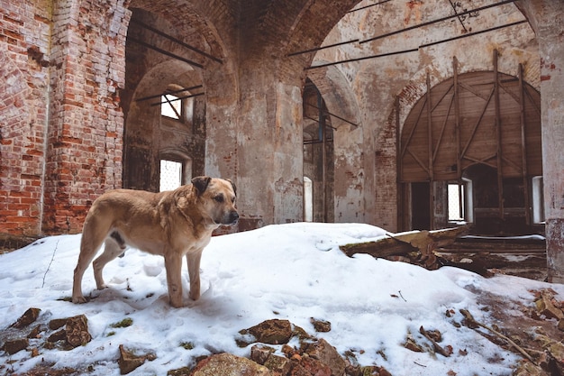 Un chien se tient dans un bâtiment abandonné