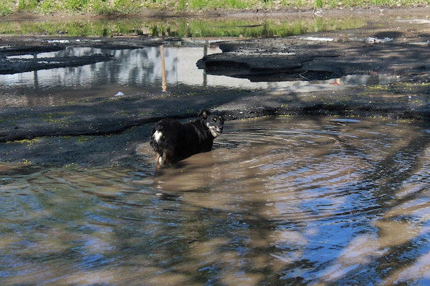 Le chien se tient dans une flaque d'eau sur la route